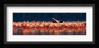 Lesser flamingos in a lake, Lake Nakuru, Lake Nakuru National Park, Kenya Fine Art Print