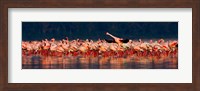 Lesser flamingos in a lake, Lake Nakuru, Lake Nakuru National Park, Kenya Fine Art Print