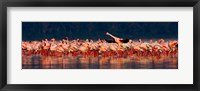 Lesser flamingos in a lake, Lake Nakuru, Lake Nakuru National Park, Kenya Fine Art Print