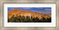 Palm trees in front of mountains, Chebika, Tunisia Fine Art Print
