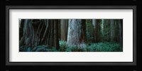 Redwood Trees and Ferns, California Fine Art Print