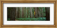 Jedediah Smith Redwoods State Park, California Fine Art Print