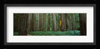Jedediah Smith Redwoods State Park, California Fine Art Print