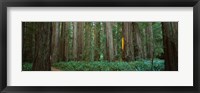 Jedediah Smith Redwoods State Park, California Fine Art Print