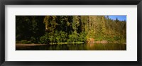 Reflection of trees in a river, Smith River, Jedediah Smith Redwoods State Park, California, USA Fine Art Print