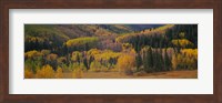 Aspen trees in a field, Maroon Bells, Pitkin County, Gunnison County, Colorado, USA Fine Art Print