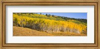 Trees in a field, Dallas Divide, San Juan Mountains, Colorado Fine Art Print