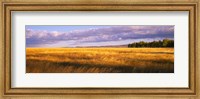 Crop in a field, Last Dollar Road, Dallas Divide, Colorado, USA Fine Art Print