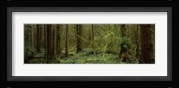Trees in a forest, Hoh Rainforest, Olympic Peninsula, Washington State, USA Fine Art Print
