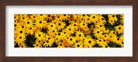 Black-Eyed Susan flowers growing in a field Fine Art Print