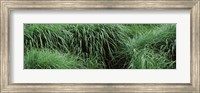 Close-up of Fall-Blooming Reed Grass (Calamagrostis brachytricha) Fine Art Print