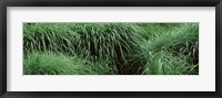 Close-up of Fall-Blooming Reed Grass (Calamagrostis brachytricha) Fine Art Print