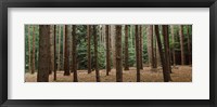 Trees in a forest, New York City, New York State, USA Fine Art Print
