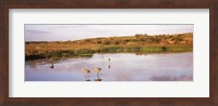 Sandhill cranes (Grus canadensis) in a pond at a celery field, Sarasota, Sarasota County, Florida Fine Art Print
