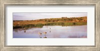 Sandhill cranes (Grus canadensis) in a pond at a celery field, Sarasota, Sarasota County, Florida Fine Art Print