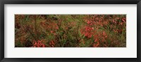 Flowers on coral plants (Russelia equisetiformis), Longboat Key, Manatee County, Florida Fine Art Print