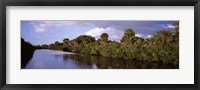 Trees along a channel, Venice, Sarasota County, Florida Fine Art Print