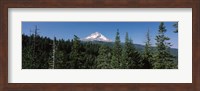 Trees in a forest with mountain in the background, Mt Hood National Forest, Hood River County, Oregon, USA Fine Art Print