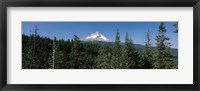 Trees in a forest with mountain in the background, Mt Hood National Forest, Hood River County, Oregon, USA Fine Art Print