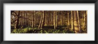 Trees and salals in a forest at sunset, Whidbey Island, Island County, Washington State, USA Fine Art Print