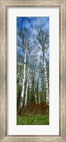 Birch trees in a forest, US Glacier National Park, Montana, USA Fine Art Print