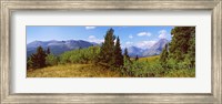 Trees with mountains in the background, Looking Glass, US Glacier National Park, Montana, USA Fine Art Print