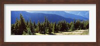 Evergreen trees with mountains in background, Olympic Mountains, Olympic Peninsula, Washington State, USA Fine Art Print