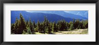 Evergreen trees with mountains in background, Olympic Mountains, Olympic Peninsula, Washington State, USA Fine Art Print