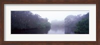Early morning fog on a creek, South Creek, Oscar Scherer State Park, Osprey, Sarasota County, Florida, USA Fine Art Print