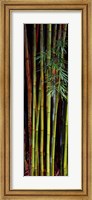 Close-up of bamboos, Kanapaha Botanical Gardens, Gainesville, Florida, USA Fine Art Print