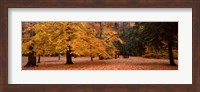 Trees in a park, Chestnut Ridge County Park, Orchard Park, Erie County, New York State, USA Fine Art Print