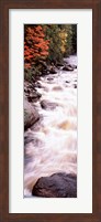 River flowing through a forest, Ausable River, Adirondack Mountains, Wilmington, New York State (vertical) Fine Art Print
