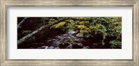 Stream flowing through a forest, Adirondack Mountains, New York State, USA Fine Art Print