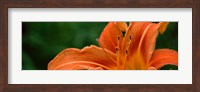 Close-up of Orange Daylily (Hemerocallis fulva) Fine Art Print