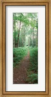 Trail passing through a forest, Adirondack Mountains, Old Forge, Herkimer County, New York State, USA Fine Art Print