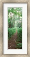 Trail passing through a forest, Adirondack Mountains, Old Forge, Herkimer County, New York State, USA Fine Art Print