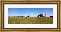Cows in a field, New York State, USA Fine Art Print