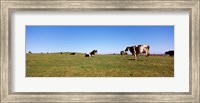 Cows in a field, New York State, USA Fine Art Print