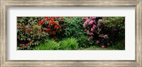 Rhododendrons plants in a garden, Shore Acres State Park, Coos Bay, Oregon Fine Art Print