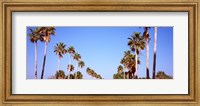 Low angle view of palm trees, Fort De Soto Par, Gulf Coast, Florida, USA Fine Art Print