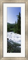 River flowing through a forest, Little Susitna River, Hatcher Pass, Talkeetna Mountains, Alaska, USA Fine Art Print