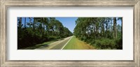 Trees both sides of a road, Route 98, Apalachicola, Panhandle, Florida, USA Fine Art Print