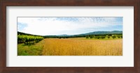 Wheat field with vineyard along D135, Vaugines, Vaucluse, Provence-Alpes-Cote d'Azur, France Fine Art Print