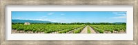 Vineyard, Route d'Ansouis, Cucuron, Vaucluse, Provence-Alpes-Cote d'Azur, France Fine Art Print