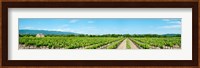 Vineyard, Route d'Ansouis, Cucuron, Vaucluse, Provence-Alpes-Cote d'Azur, France Fine Art Print