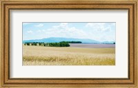 Wheat field near D8, Plateau de Valensole, Alpes-de-Haute-Provence, Provence-Alpes-Cote d'Azur, France Fine Art Print