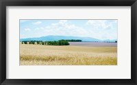 Wheat field near D8, Plateau de Valensole, Alpes-de-Haute-Provence, Provence-Alpes-Cote d'Azur, France Fine Art Print