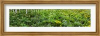 AspenTrees and Wildflowers, Colorado Fine Art Print