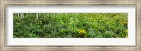 AspenTrees and Wildflowers, Colorado Fine Art Print