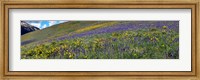 Hillside with yellow sunflowers and purple larkspur, Crested Butte, Gunnison County, Colorado, USA Fine Art Print